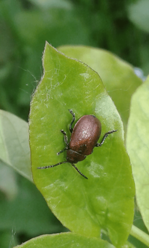 Chrysomelidae : Galeruca rufa? S.